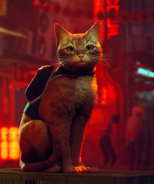 The Stray